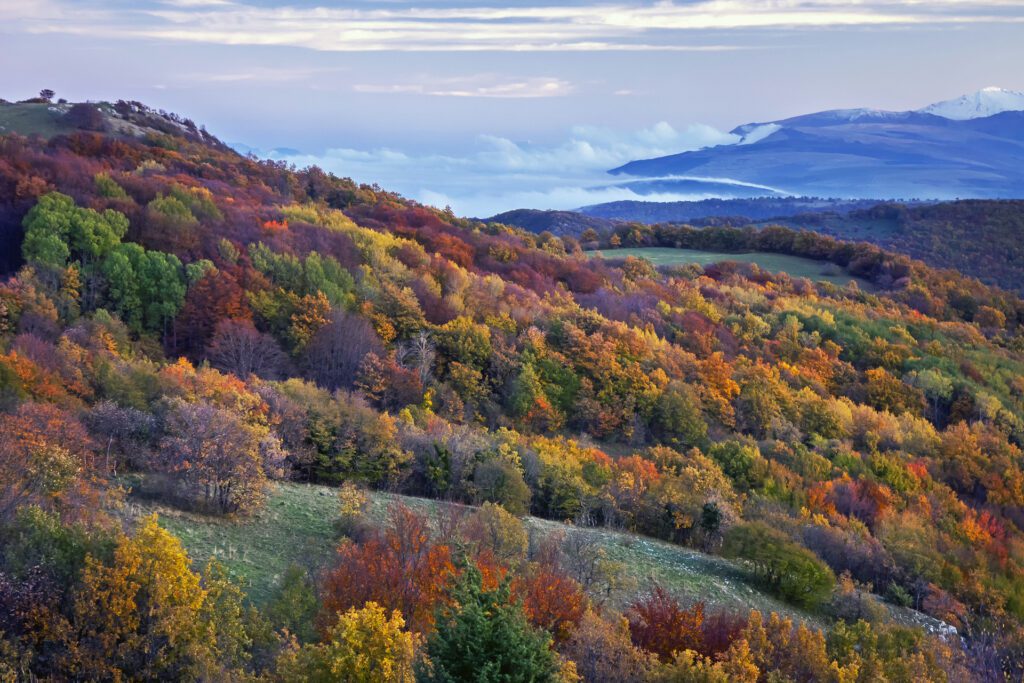 Cammino dei Forti Faggeta di Canfaito