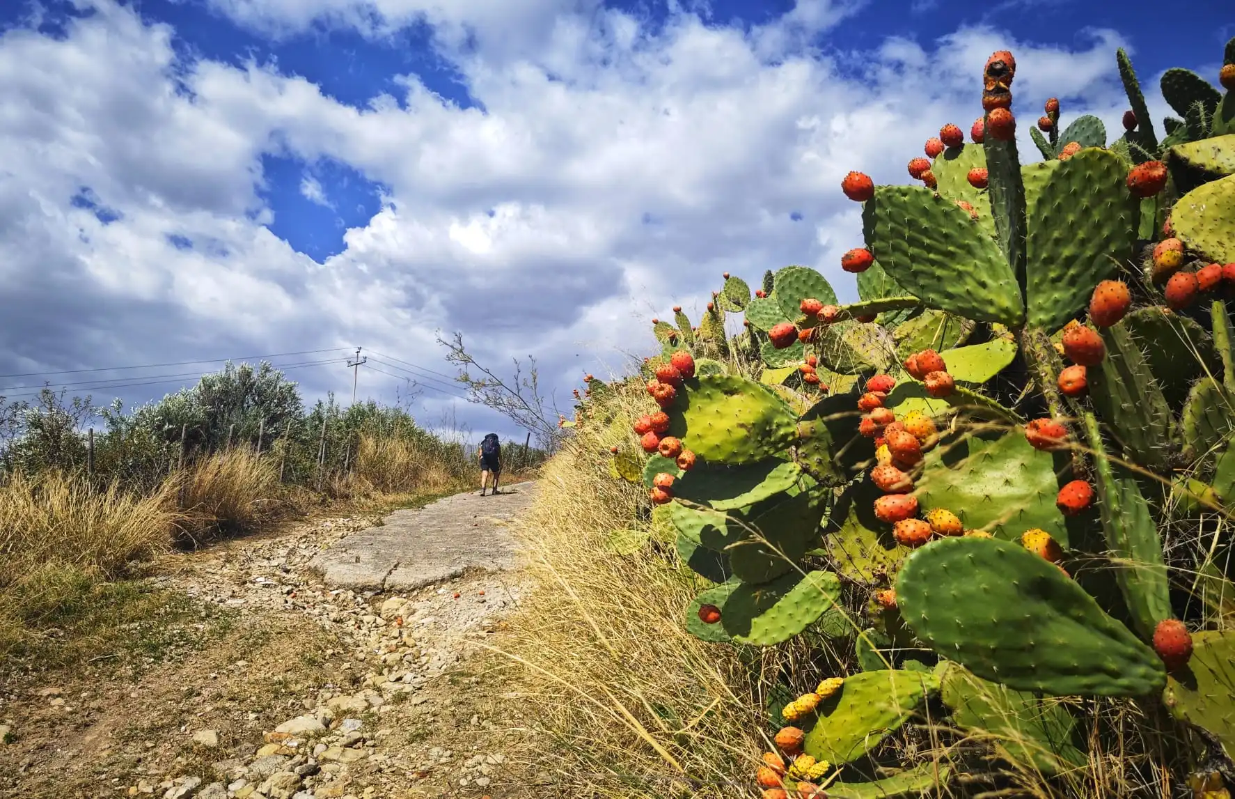 Cammino di San Giacomo in Sicilia